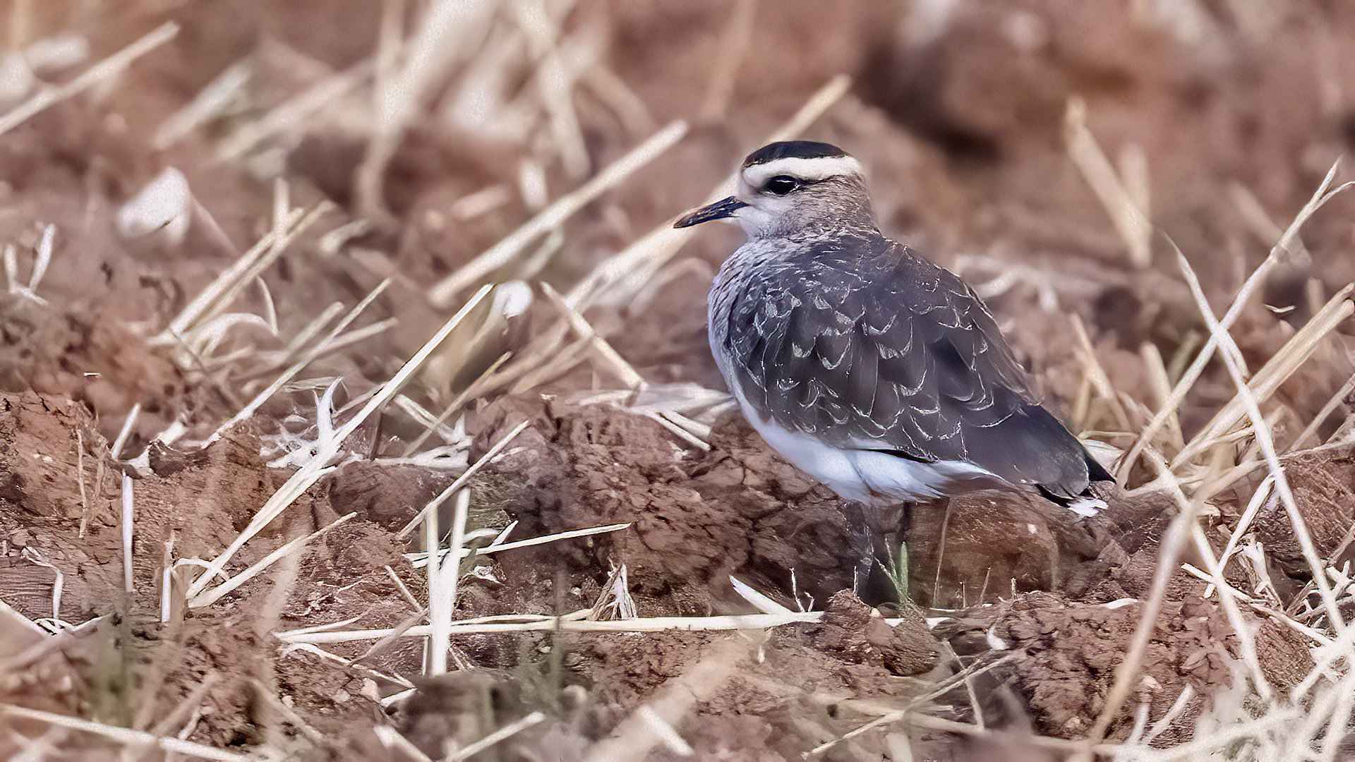 Sociable Lapwing